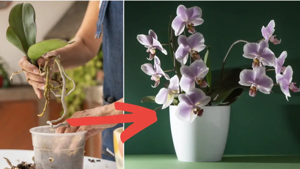 Cómo hacer florecer orquídeas en casa: 10 consejos que sí funcionan